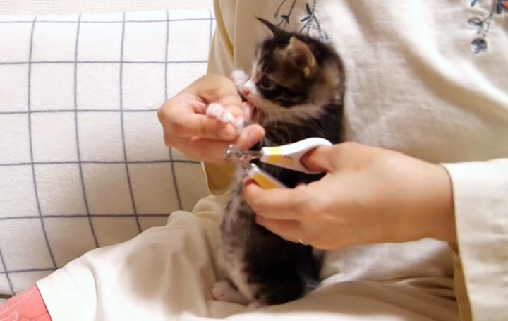 爪を切られる子猫