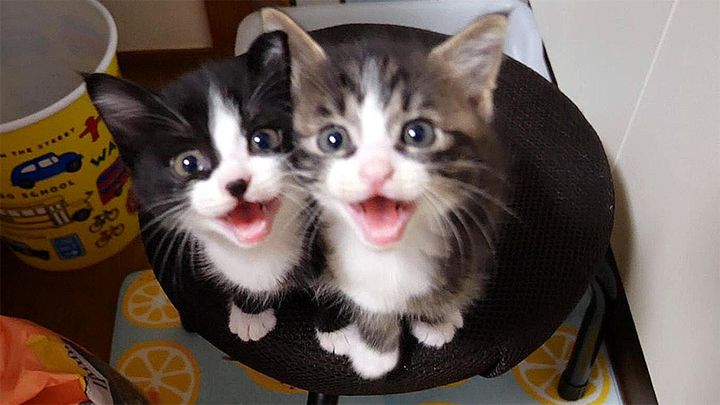 大きな声で鳴くニャーニャー隊