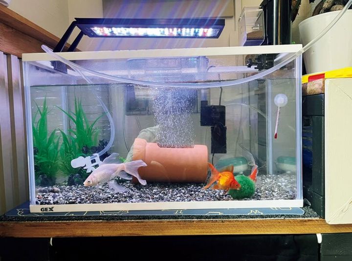 息子のために購入した金魚。コメット、リュウキン、鉄魚