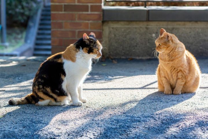 【猫の実話】ひもじさに震える捨て猫2匹が、幸せをつかむまでの道のり