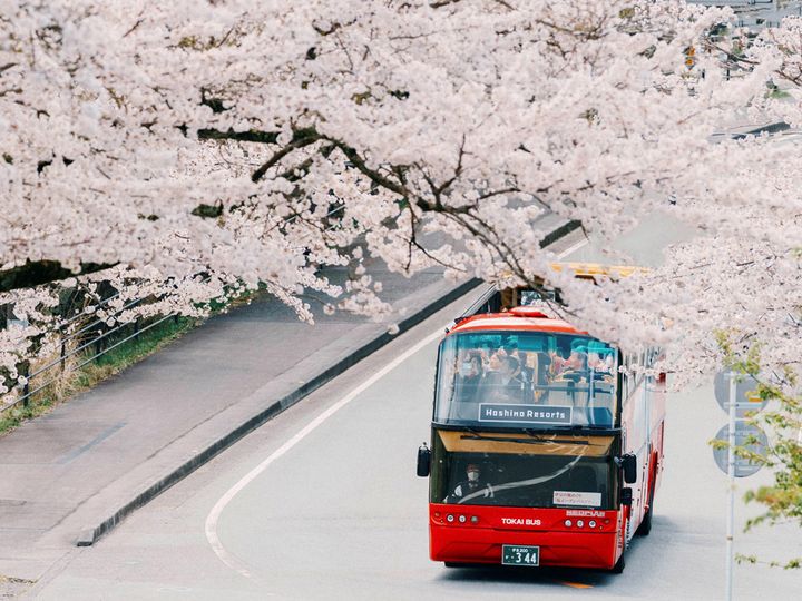 約1500本の桜が360度の大パノラマで迫りくる！ 伊豆を駆け巡る「桜オープンバスツアー」