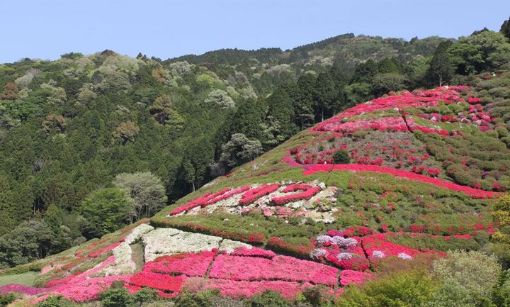 姫の沢公園「つつじ・こいのぼりまつり」つつじ