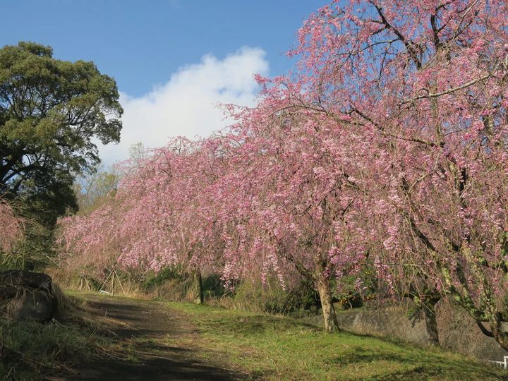 中野かじかわ公園「しだれ桜まつり」