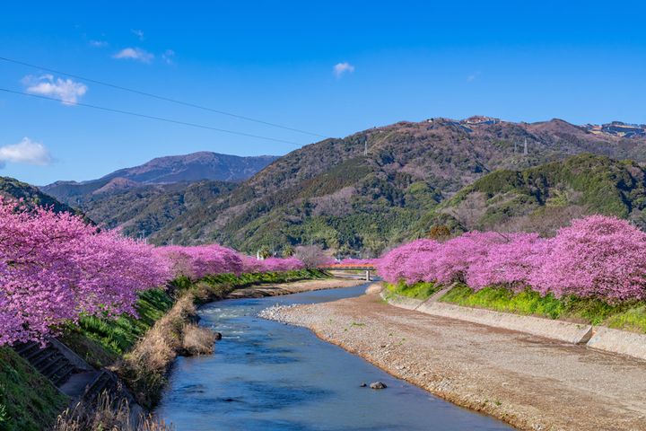 まだ間に合う！ 「河津桜まつり」と謎解きイベント