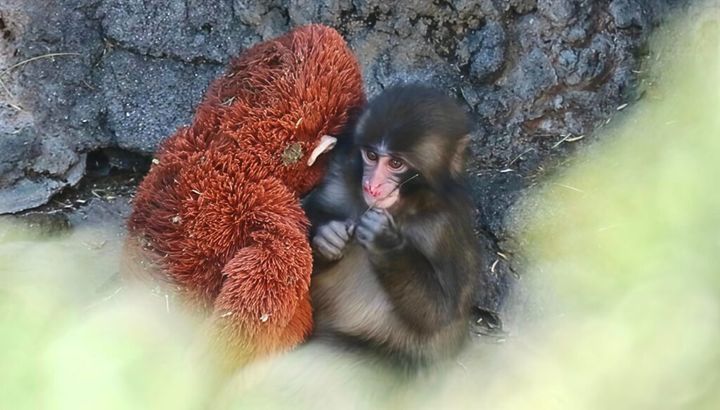 週末も、多くの来場者で賑わった市川市動植物園。晴天に恵まれた3月1日の日曜日、東京・新宿のソフトウェア開発会社で採用担当を務めるごとうさんも園を訪れた1人です。