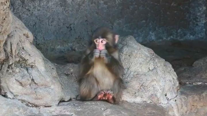 カーズ株式会社 採用担当公式X（@caads_blog）より