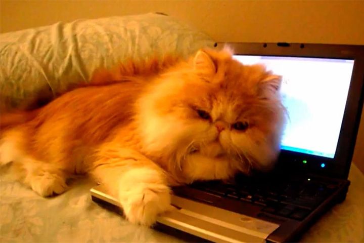 ノートパソコンの上を陣取るふわふわの猫さん