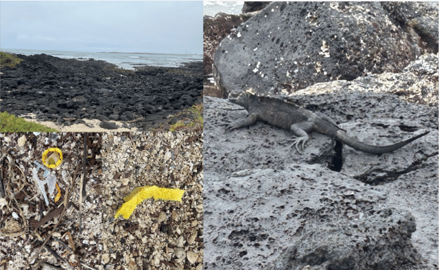 海岸とウミイグアナ