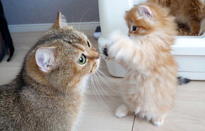 ママ猫に連続猫パンチを繰り出す子猫