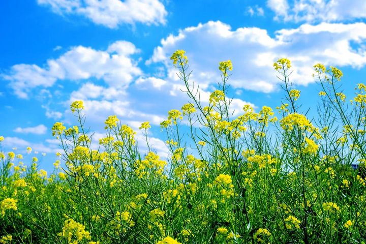 早春を彩る黄色い花［9選］！元気をもらえるおすすめガーデニング