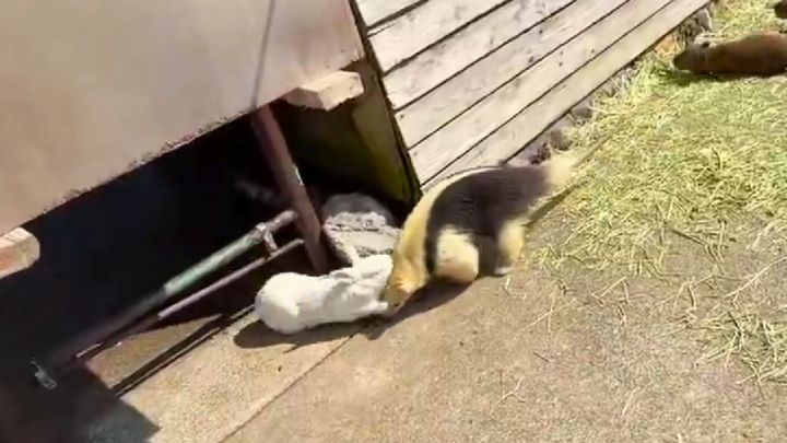 伊豆アニマルキングダムで、なんともかわいくて、そして少しだけシュールな「事件」が発生しました。主役は、ミナミコアリクイのイフちゃん。のんびりとお散歩を楽しんでいたイフちゃんを待ち受けていたのは、意外な〝強敵〟でした。