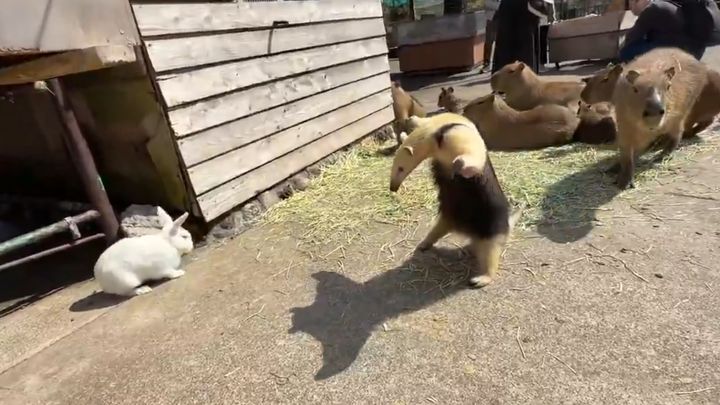 なおぱんださん（@naopanda_7）のXより