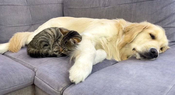 犬に寄り添う猫