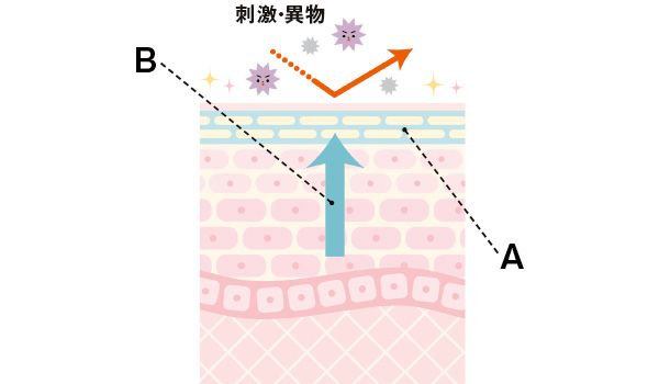 刺激・異物【A】セラミドは潤い保持に欠かせない 【B】レチノールは強い肌に導いてくれる