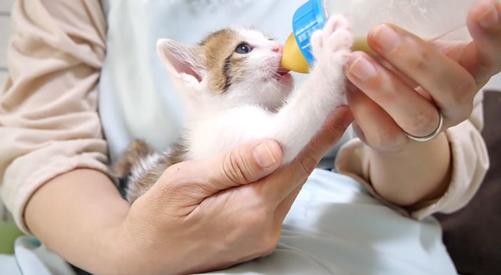 ミルクを飲む子猫