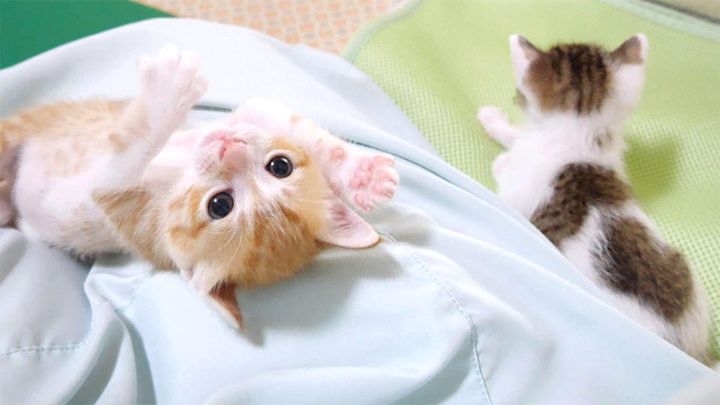 弟を投げ飛ばした子猫