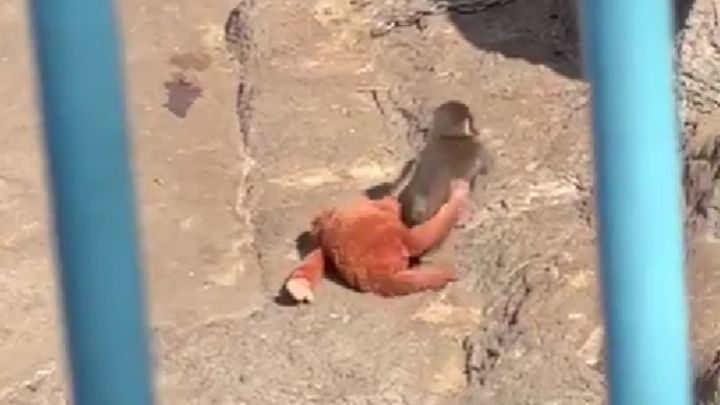 市川市動植物園で「群れ入り」に励むパンチくん。いまや地域や世代を超え、世界中の人々に元気を与えています。先日、栃木県栃木市から片道約2時間の道のりを経て、家族4人でパンチくんに会いに行ったというYUKIさんも、その魅力に深く引き込まれた一人です。