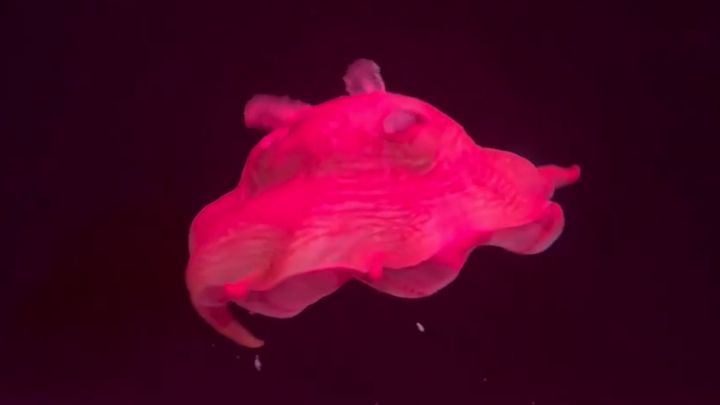 仙台うみの杜水族館公式Xより