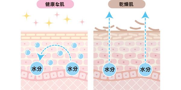 健康的な肌 乾燥肌