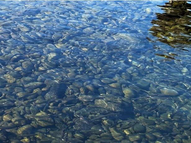 よく見ると、川底を泳ぐ魚が見える