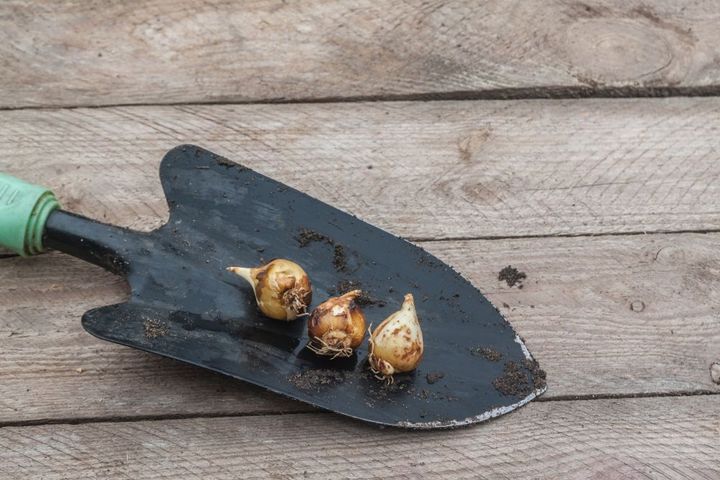 カマシアの球根