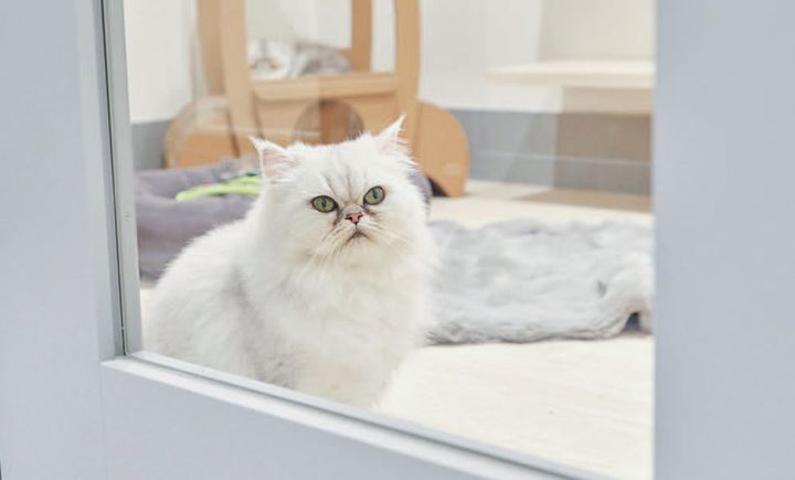 上質なサービスと寛ぎ感が話題の猫ホテル「SHIPPO NA」内観