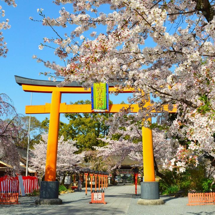 鳥居と桜