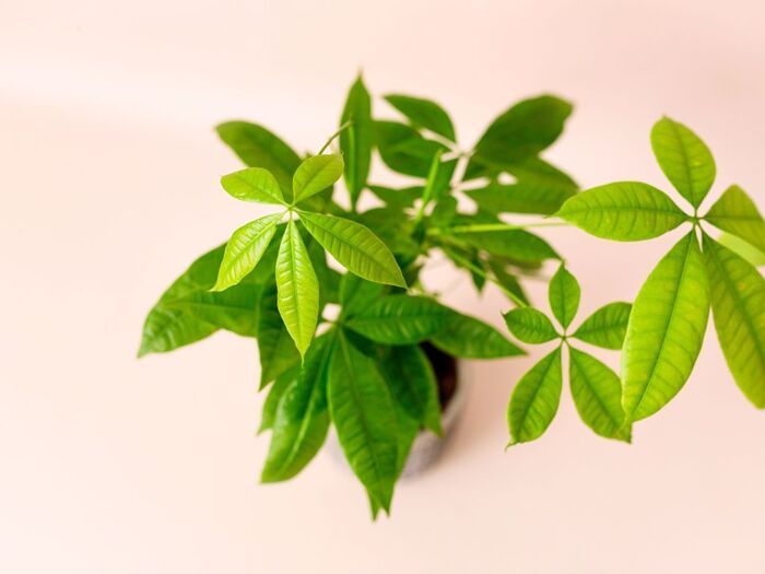 「パキラ」を育てるときに必ず知っておきたい！『たった2つ』の注意点