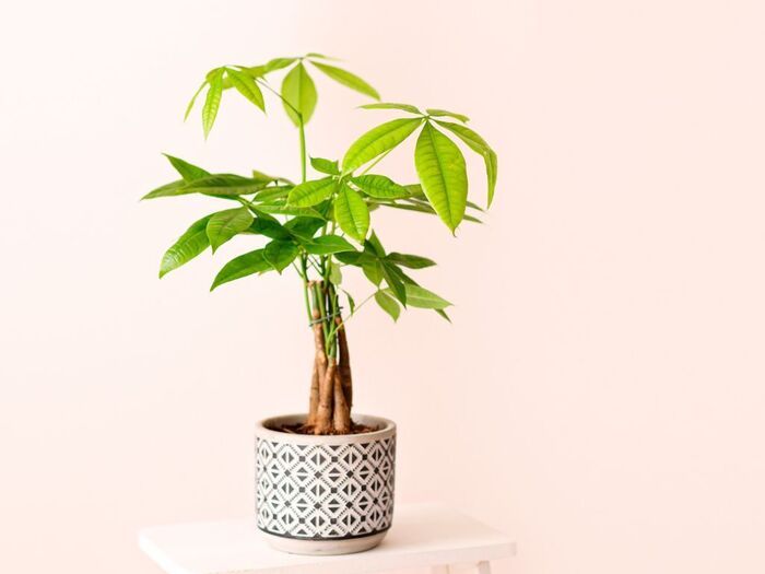 「パキラ」を育てるときに必ず知っておきたい！『たった2つ』の注意点