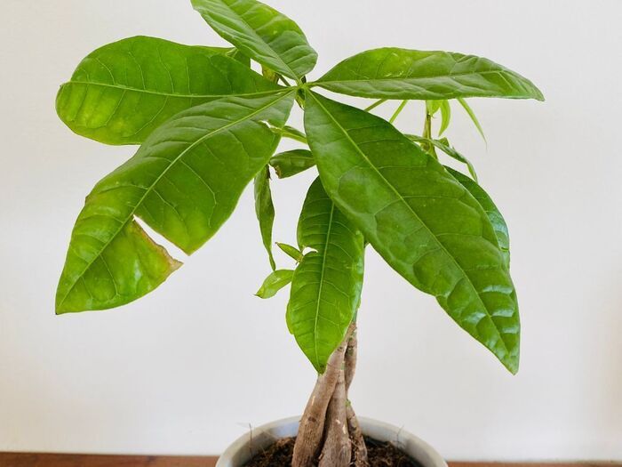 「パキラ」を育てるときに必ず知っておきたい！『たった2つ』の注意点