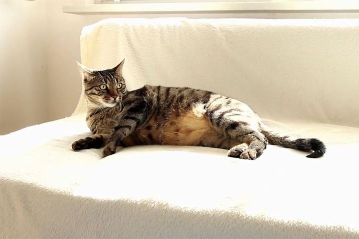 掃除機をかけられる猫さん…