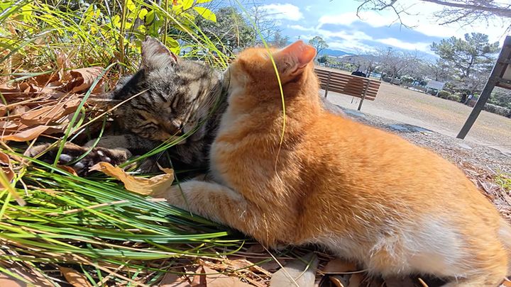 一緒にお昼寝する猫達