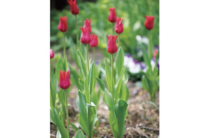 3月4日の花とは？【366日の誕生花と幸せの花言葉】