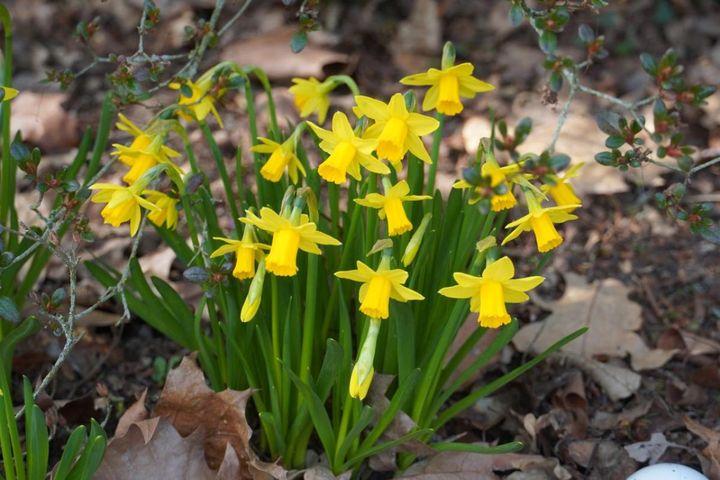 スイセン‛テータテート’