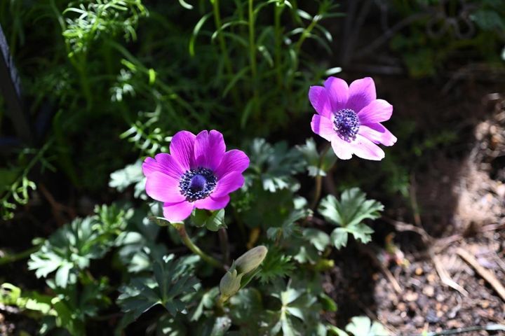 アネモネ・フルゲンス