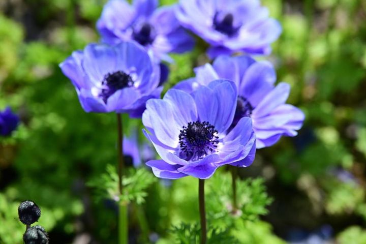 アネモネ・コロナリア