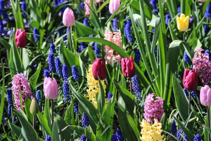 春のガーデニング｜ポット苗で楽しむチューリップやムスカリなど、おすすめ球根植物［8選］