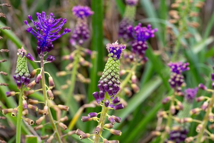 ムスカリ・コモスム‛プルモーサム’