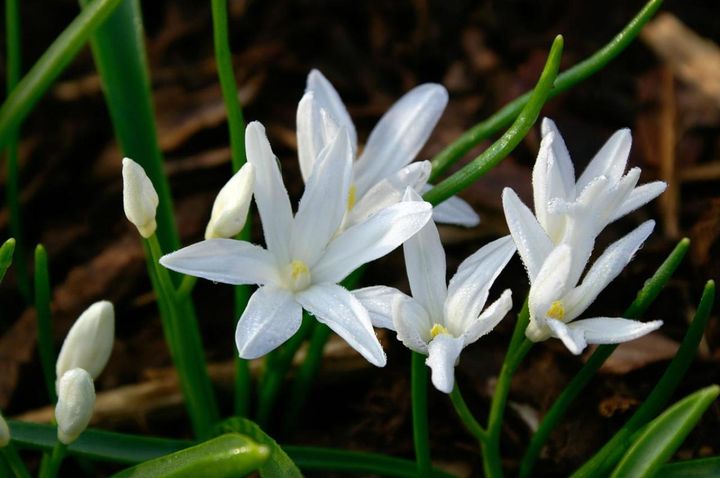 チオノドクサ・ルシリアエ