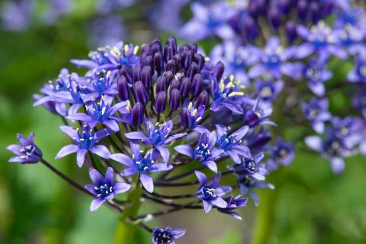 シラー・ペルビアナ