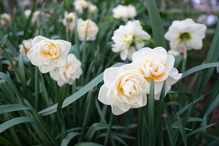 八重咲きスイセン