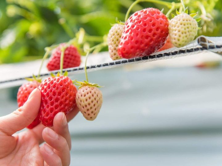 All About ニュース編集部が全国250人を対象に実施した「いちご狩りに関するアンケート」の調査結果から、好き＆行ってみたい「東京都のいちご狩りスポット」ランキングを発表！ 2位「あきる野ストロベリーフィールズ」を抑えた1位は？