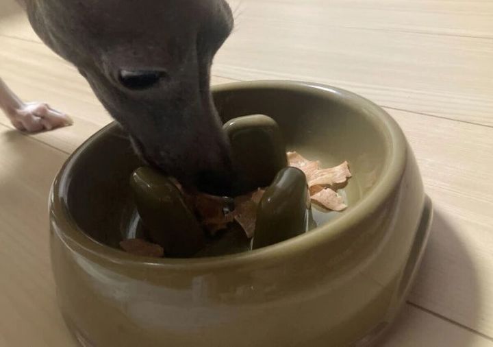 ダイソー フードボウル（早食い防止） 使用例