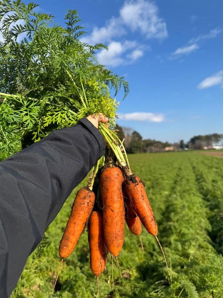 「おいかわ農園」で収穫されたニンジン