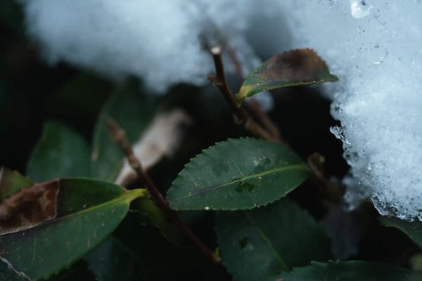 乳酸発酵×先進技術で生まれた、古くて新しい乳酸発酵茶「村上酸茶」先行販売中！