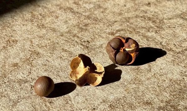 乳酸発酵×先進技術で生まれた、古くて新しい乳酸発酵茶「村上酸茶」先行販売中！