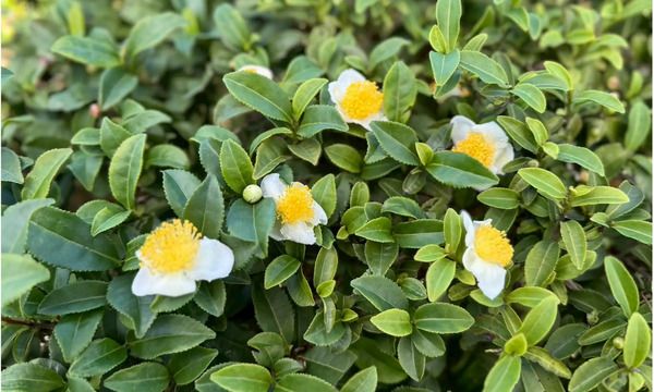 乳酸発酵×先進技術で生まれた、古くて新しい乳酸発酵茶「村上酸茶」先行販売中！