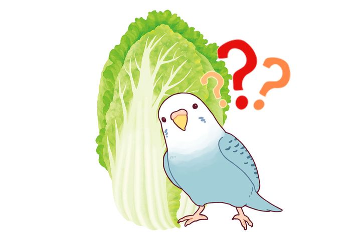 一羽のセキセイインコによる「かわいい勘違い」が、音楽レーベルを動かした！？※画像はイメージ