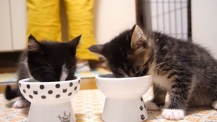 ご飯を食べる子猫達