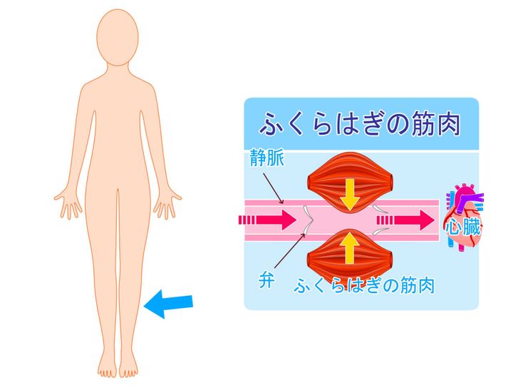 ふくらはぎ